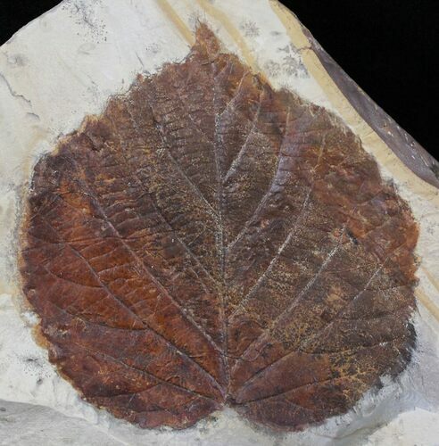 Beautiful Fossil Leaf (Beringiaphyllum) - Montana #29102